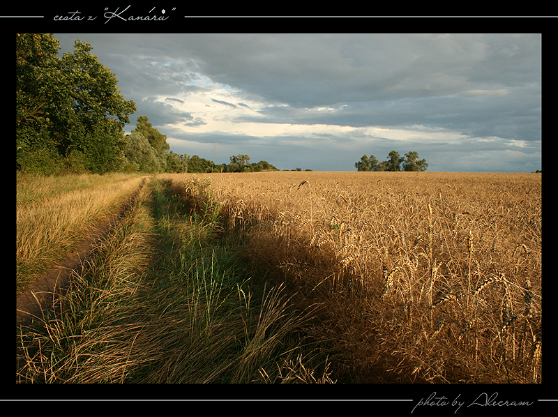 Kanáry 2009
